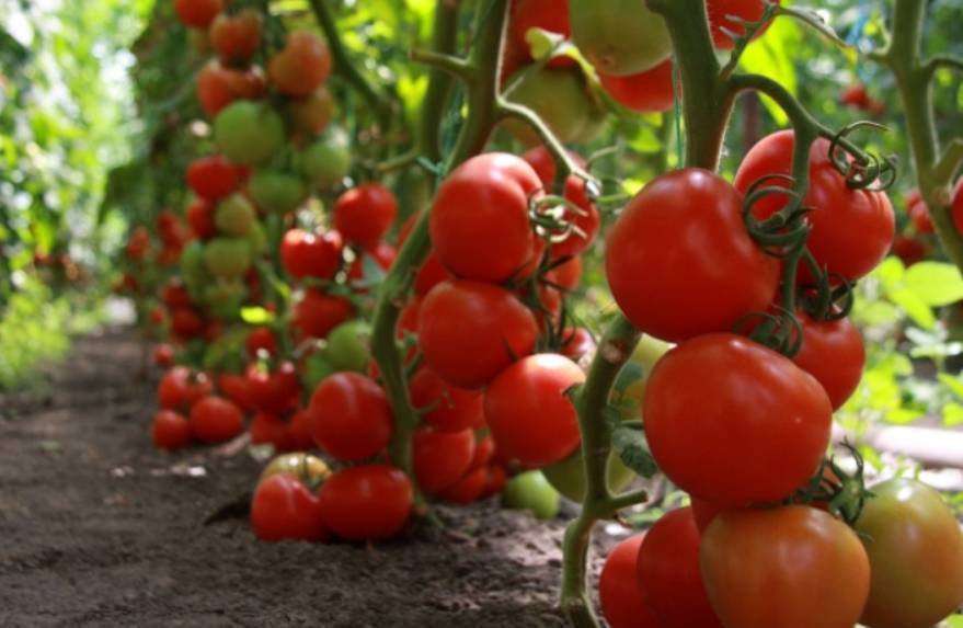 Ранние сорта томатов | лучшие ультраранние сорта помидор с фото и описанием