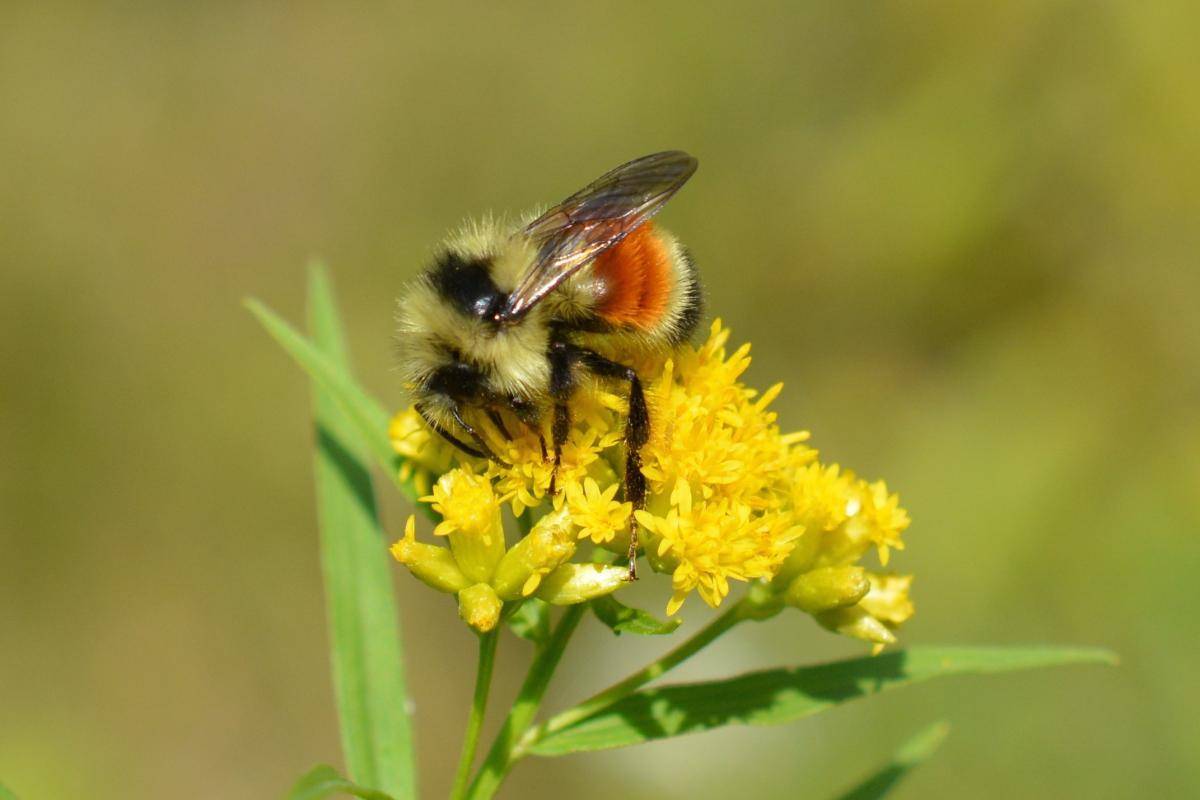 Земляные пчёлы: необычные представители семейства перепончатокрылых