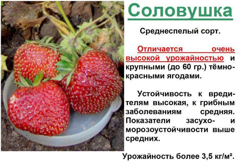 Клубника соловушка: описание и характеристики сорта, особенности выращивания