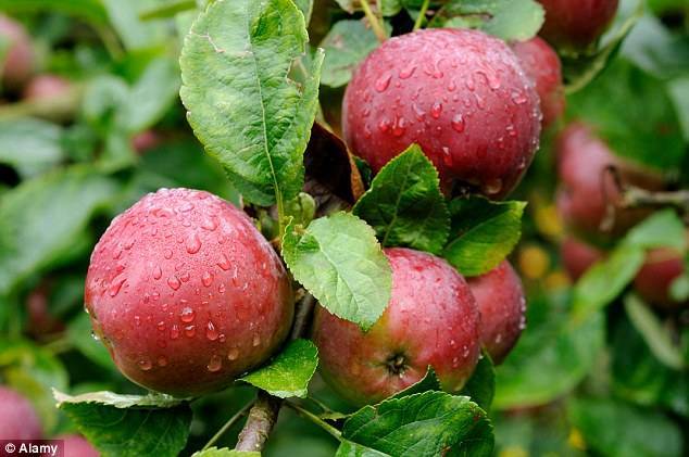 Сорт яблок спартан: описания и тонкости выращивания, фото и характеристики selo.guru — интернет портал о сельском хозяйстве