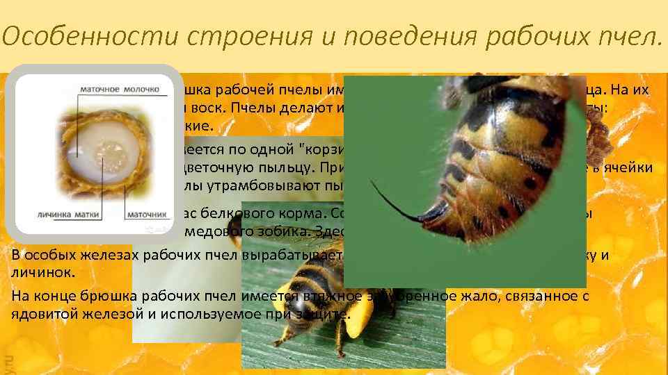 Жало пчелы. почему пчела умирает после укуса