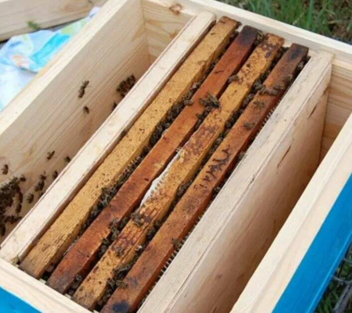 Как сделать отводок пчел |