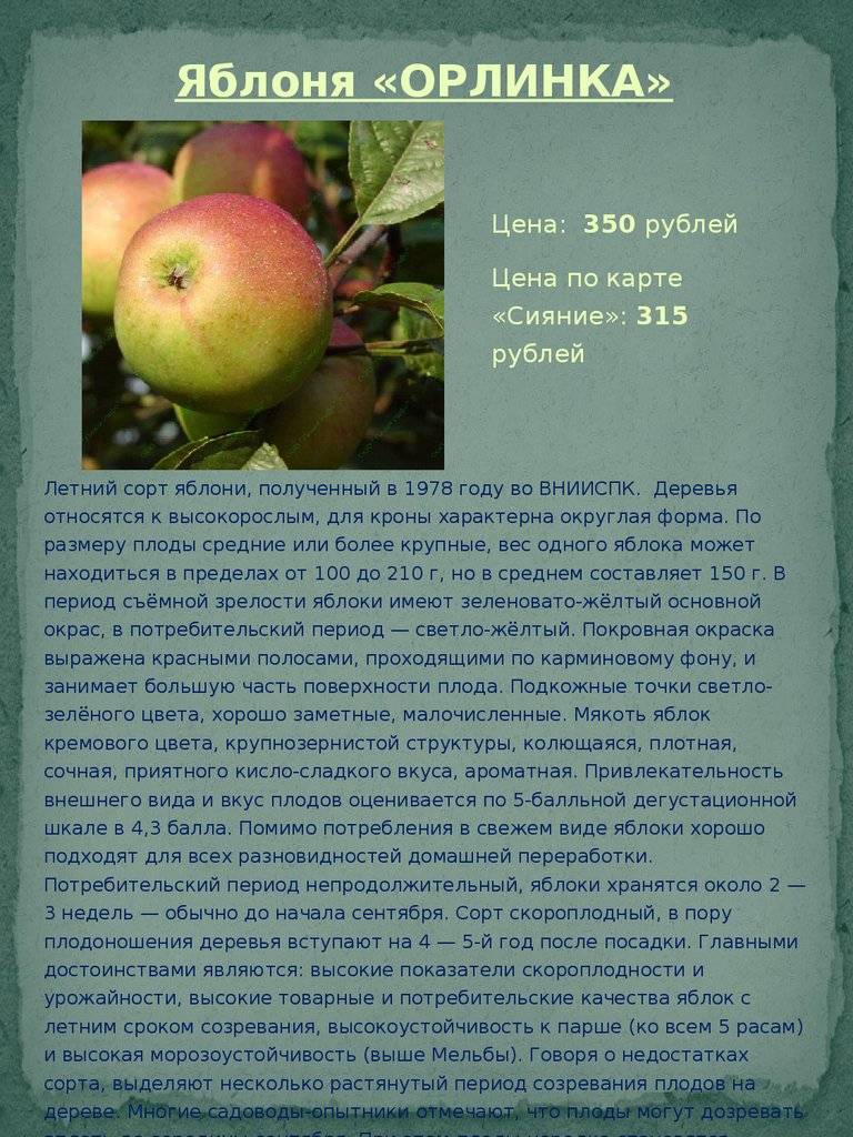 Яблоня аркадик: описание, фото, отзывы