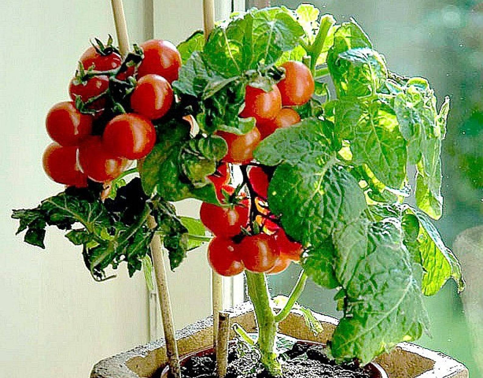 Правила ухода и выращивания многолетних помидоров на подоконнике и в открытом грунте