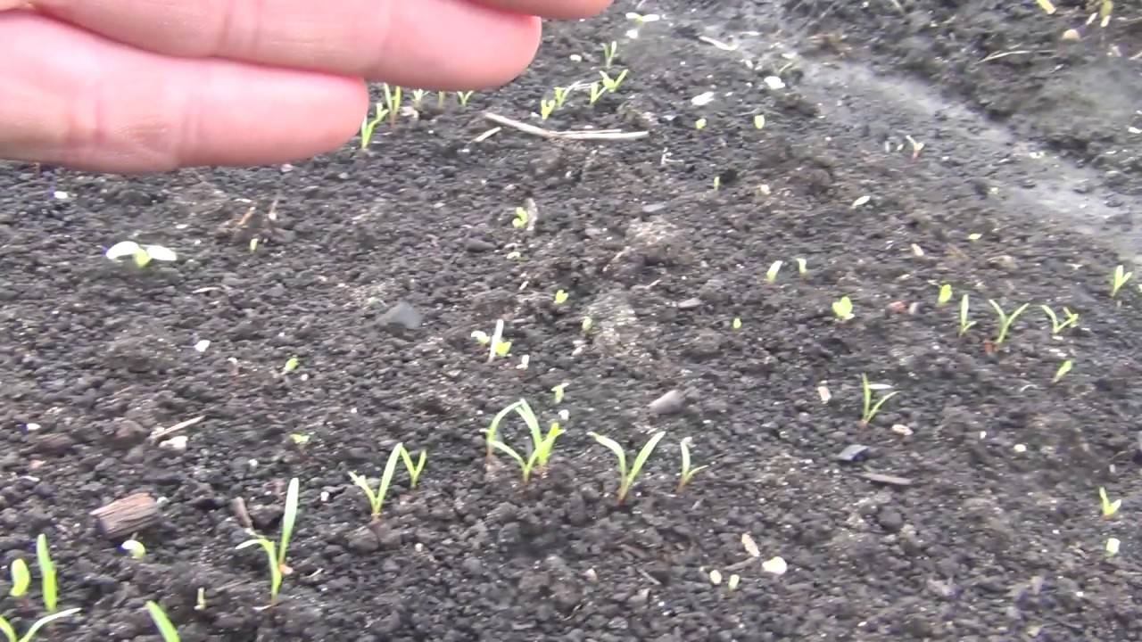 Быстрые всходы моркови: как ускорить прорастание семян
