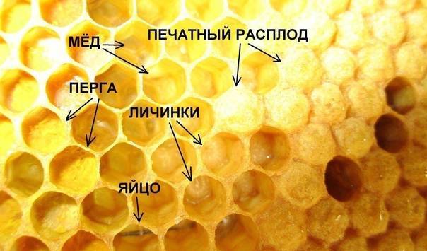 Личинки пчел - стадии, свойства, рецепты