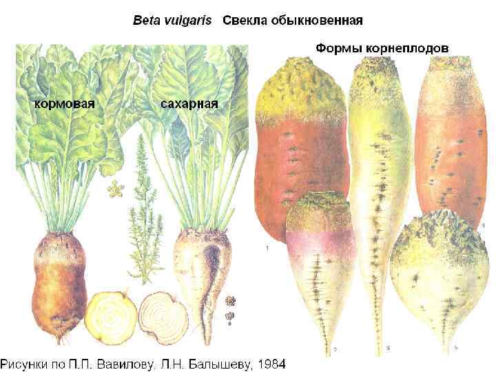 Овощная культура у которой основную часть корнеплода составляет корень