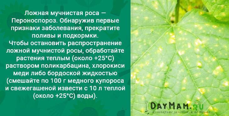 Чем обработать огурцы от болезней