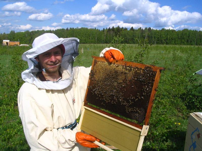 Осенняя ревизия пчелиных семейств на пасеке