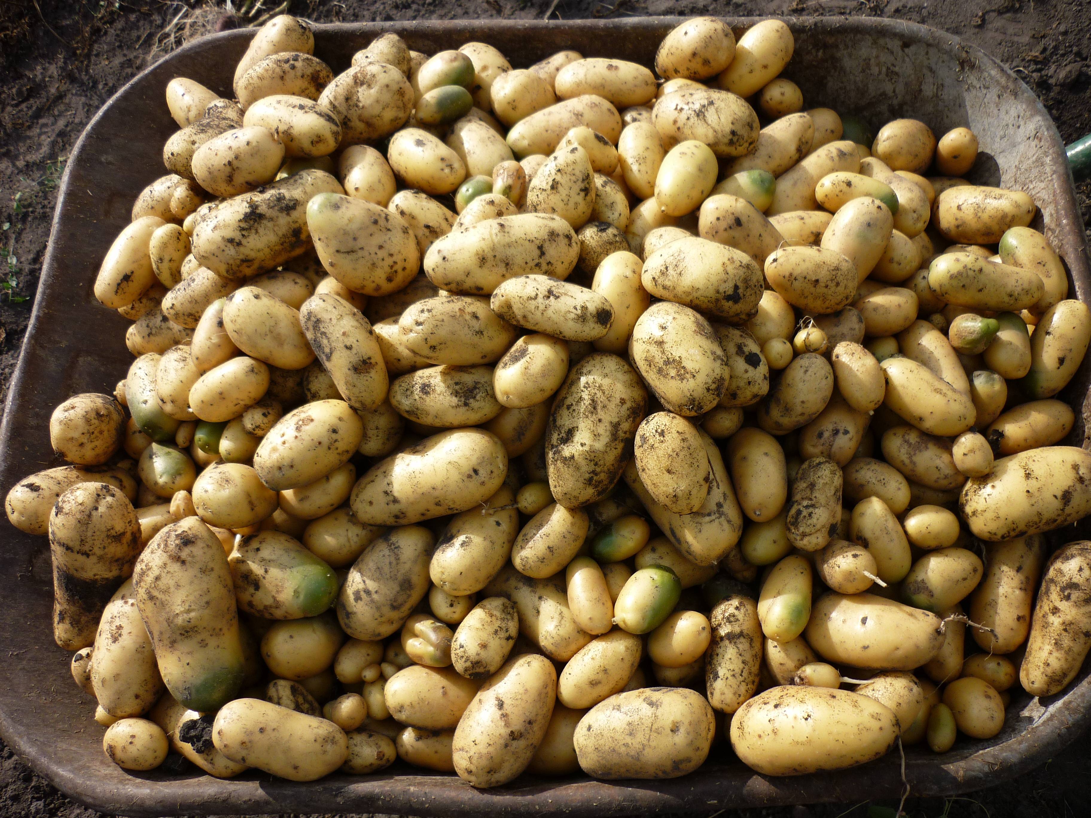 Сорт картофеля королева анна: характеристика и отзывы | всё о сотках