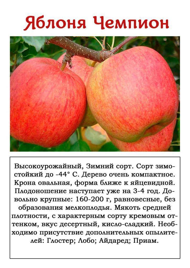 Описание сорта яблони августа: фото яблок, важные характеристики, урожайность с дерева