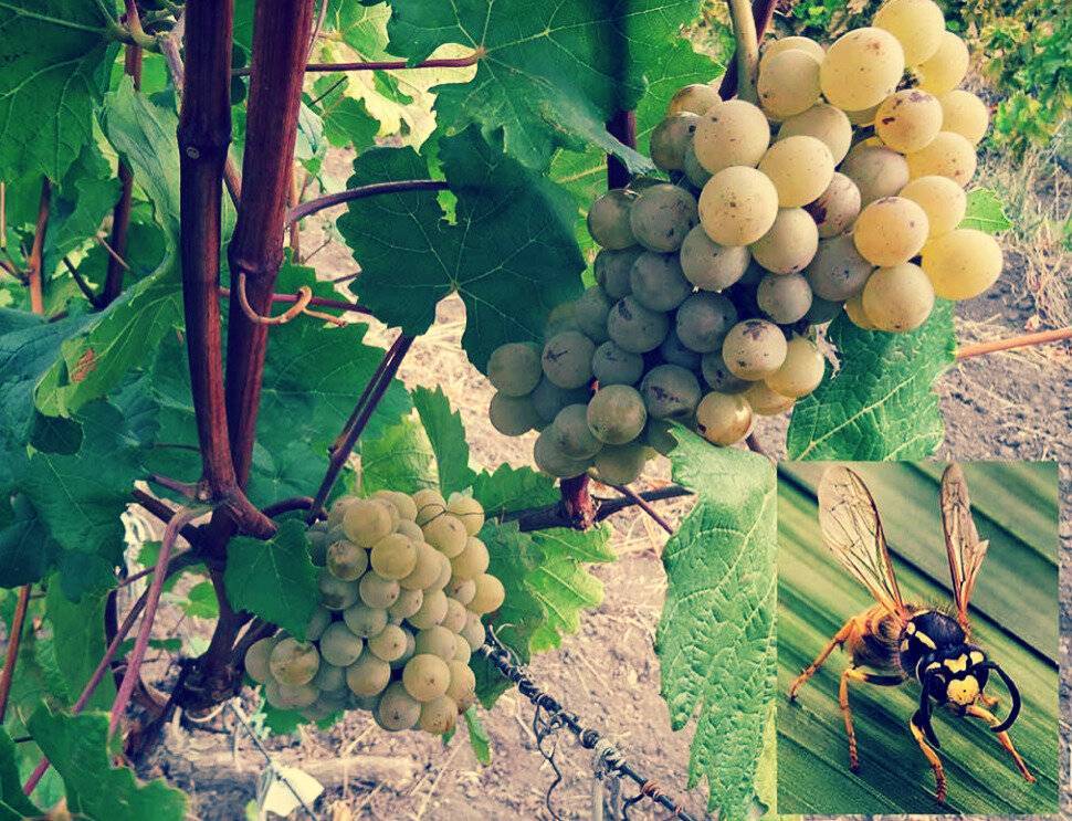 Как защитить виноград от ос: эффективный и проверенный метод