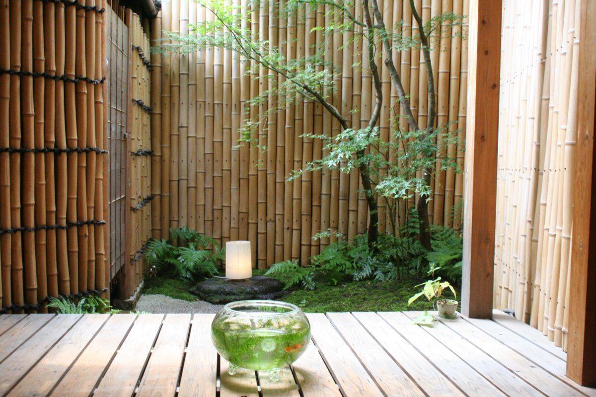 Как растить бамбук в домашних условиях в грунте: правила посадки и ухода : labuda.blog