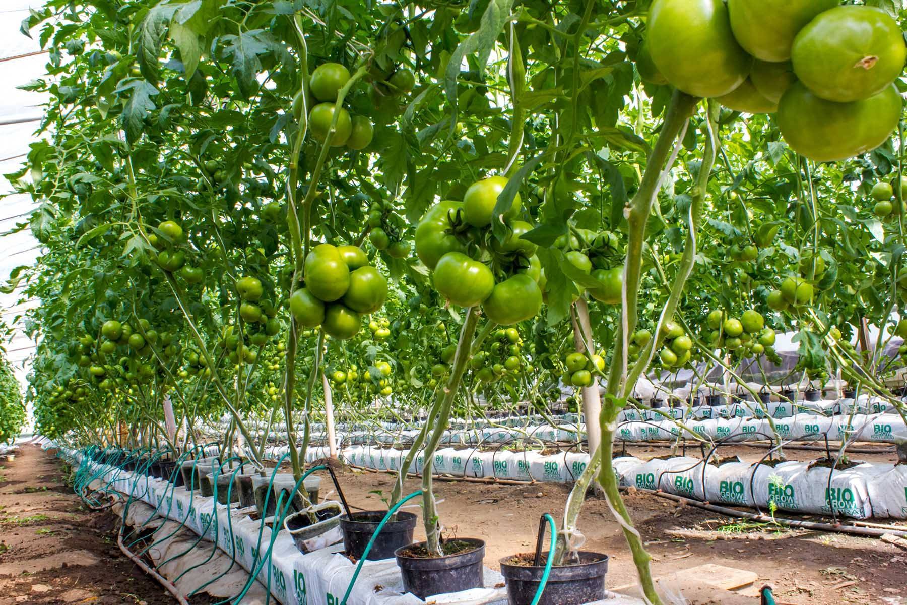 Как выращивать помидоры на гидропонике в домашних условиях