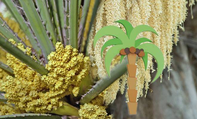 Пальмовая пыльца: полезные свойства и вред | польза и вред