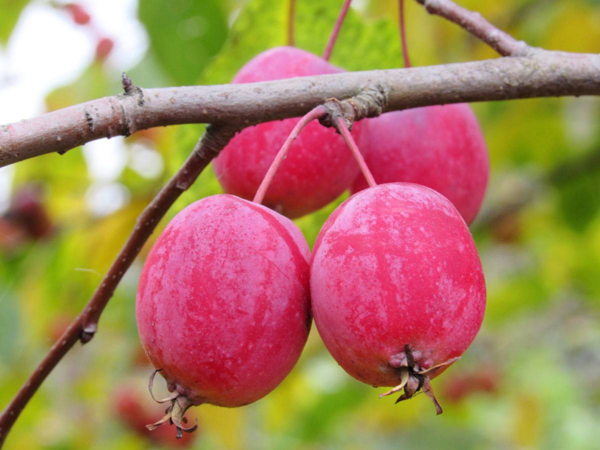 Райские яблочки растение. райские яблони: популярные сорта и характеристика плодов