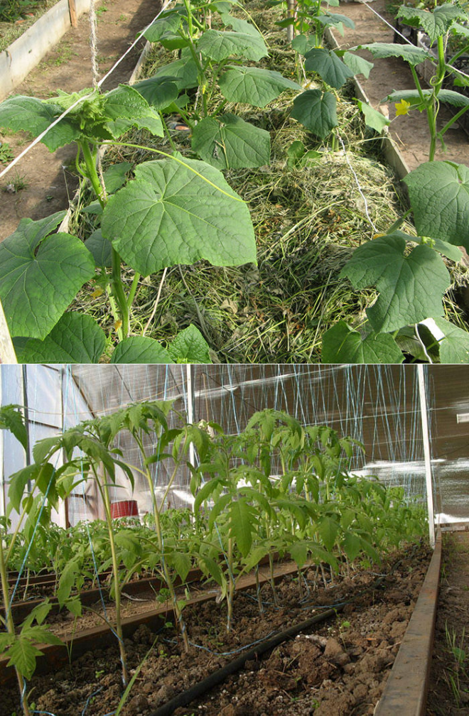 Выращивание огурцов и помидор в одной теплице