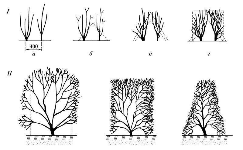 Стрижка кустов: фото алгоритм формирования кроны растений, основы выбора и использования инструмента, варианты придания формы кустам