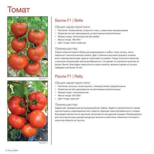 Томат амана оранж: характеристика и описание сорта