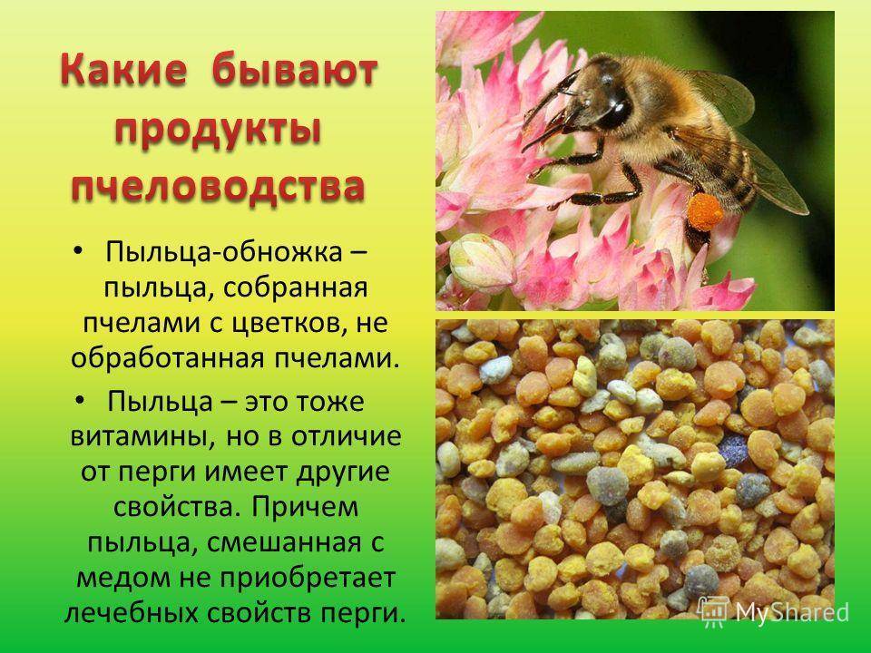 Что такое перга пчелиная, чем полезна и как ее принимать?