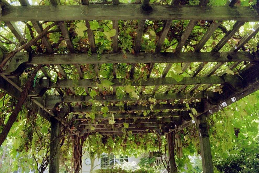 Как сделать арку для винограда своими руками: советы мастера :: syl.ru