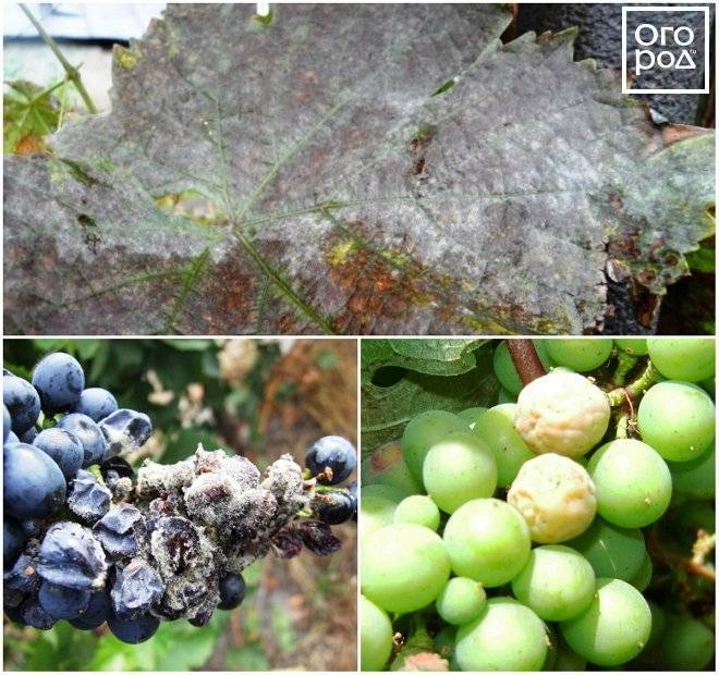 Серая гниль на винограде как бороться, чем лечить, симптомы и причины болезни