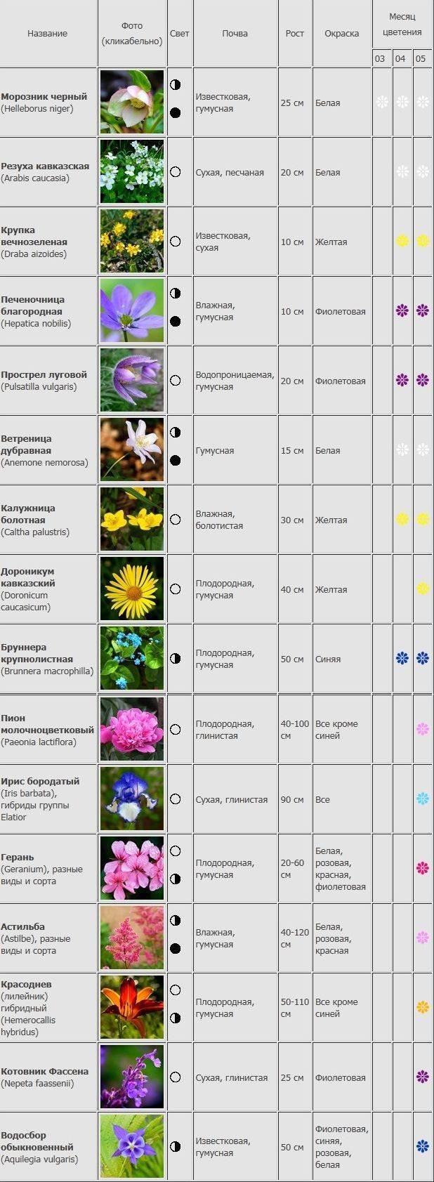 Астра цветок. описание, особенности, виды и уход за астрой