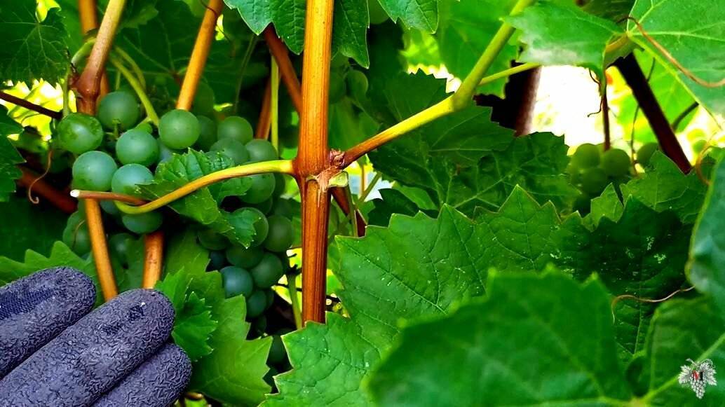 Чем подкормить виноград в августе 2021 года, чтобы быстрее созрел