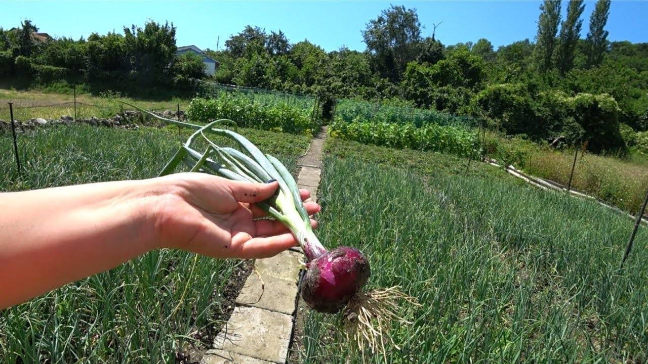 Как выращивать ялтинский лук: когда сажать этот крымский красный сорт в черноземье, средней полосе, подмосковье, как сеять семена на рассаду и уход после посадки