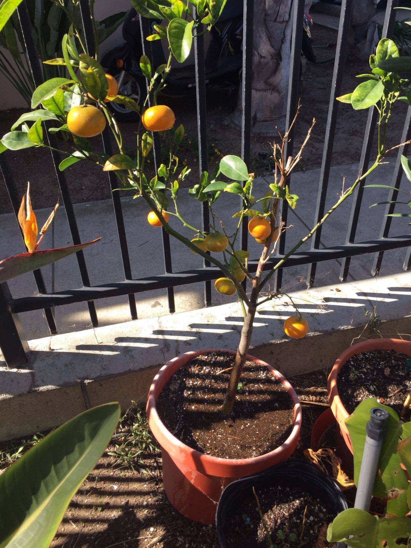 Апельсиновое дерево домашнее — выращиваем из косточки