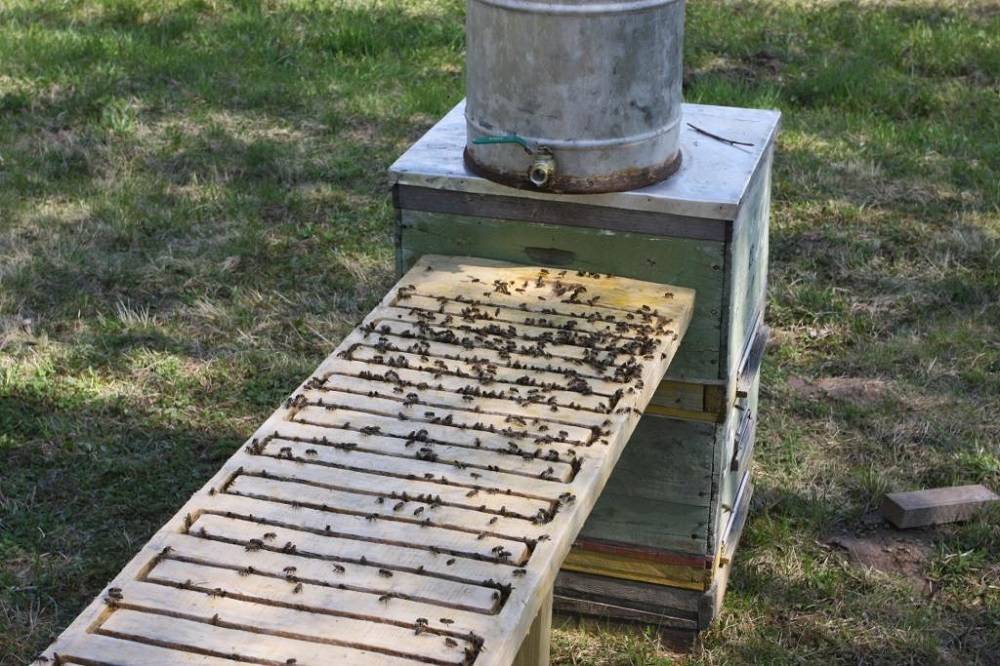 Поилка для пчел — виды, изготовление своими руками, рекомендации | начинающему пчеловоду