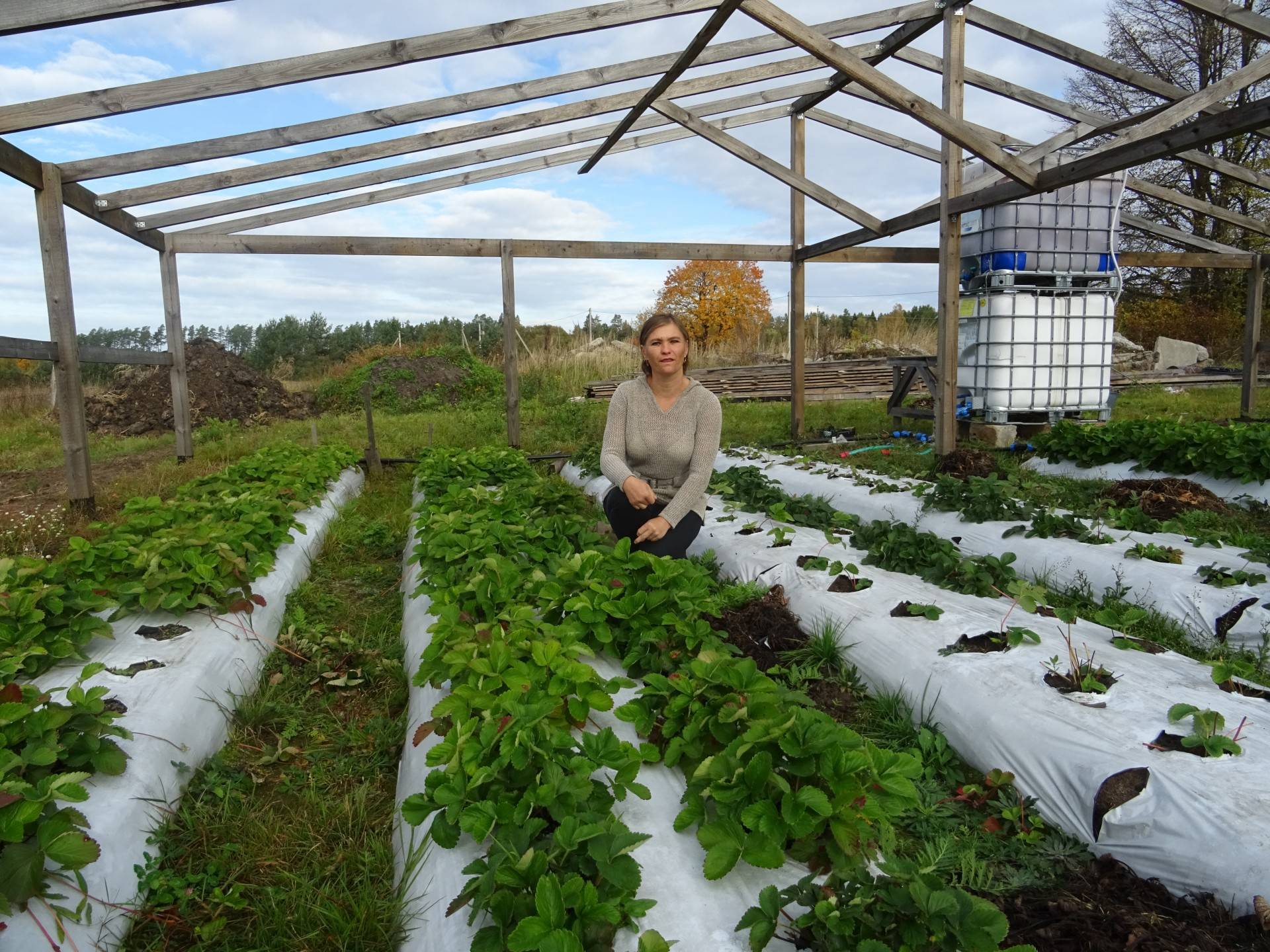 Пошаговая технология выращивания клубники в мешках в открытом грунте и теплице
