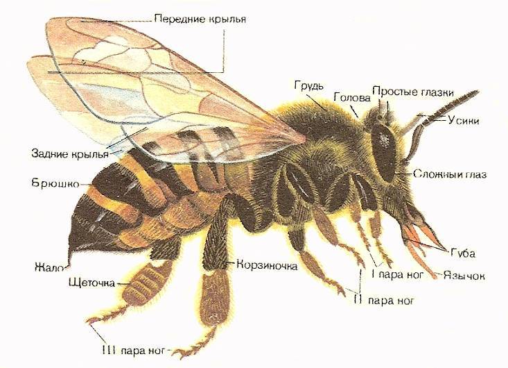 Внешнее строение насекомых | справочник по защите растений — agroxxi