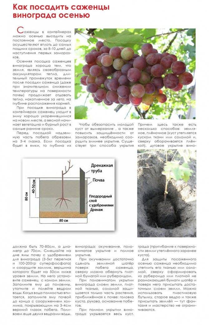 Современные технологии посадки винограда во всех подробностях