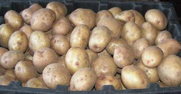 Картофель аврора: описание и характеристика сорта с фото, особенности выращивания