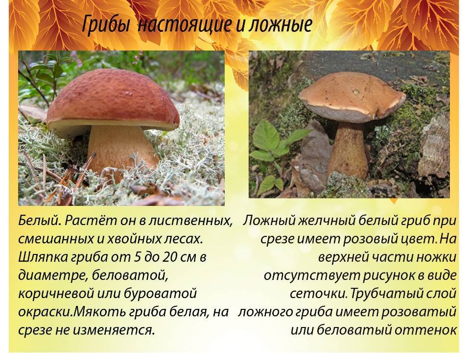 Царский (яичный и цезарский) гриб: +16 фото и описание, как выглядит? — викигриб