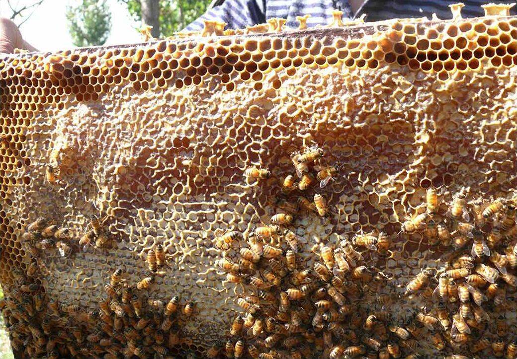 Мед диких пчел: название, как выглядит, как отличить от подделки, полезные свойства