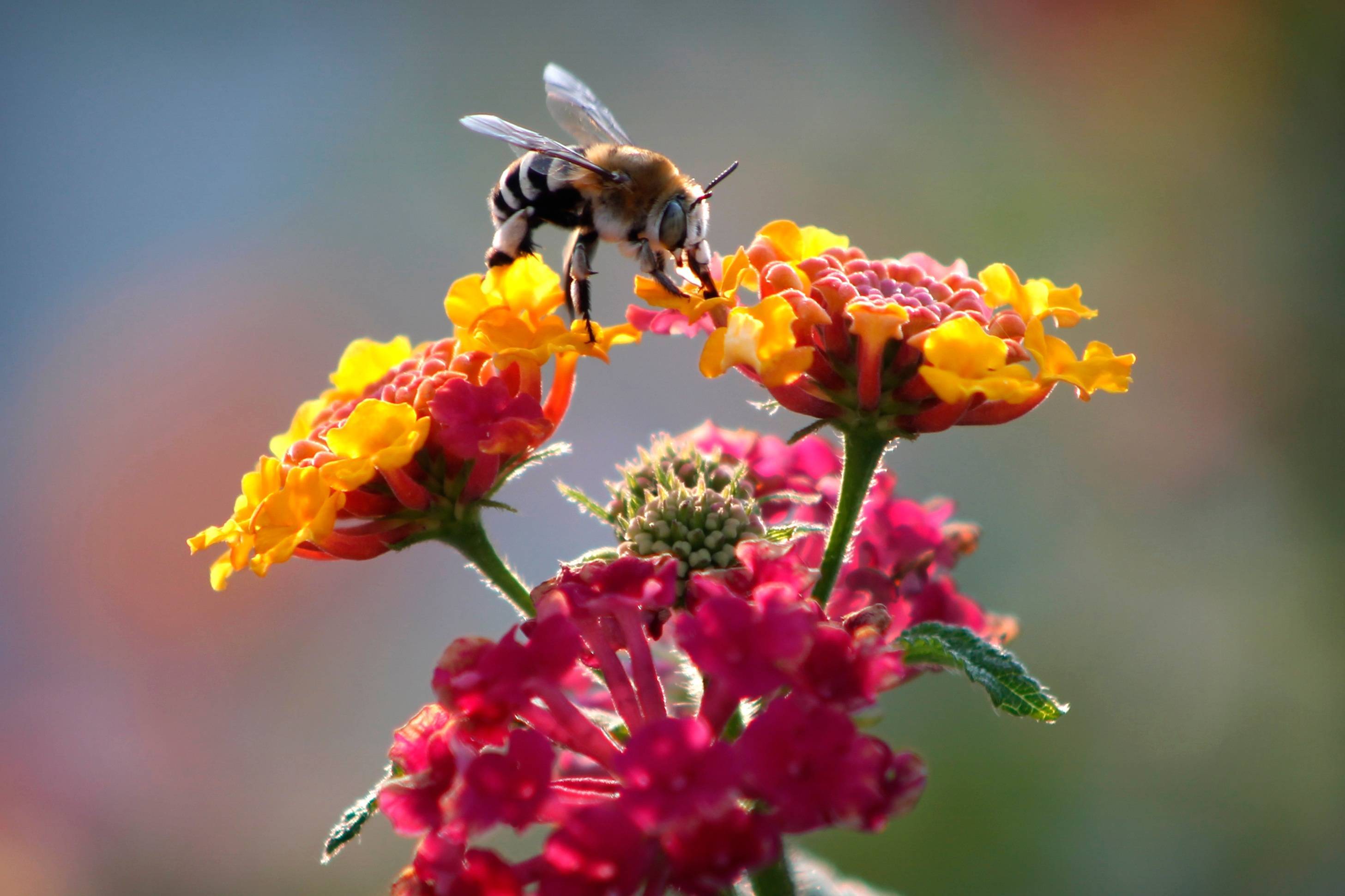 ✅ опыление пчёлами: как происходит процесс, роль пчёл в опылении растений, как привлечь пчёл для опыления - tehnoyug.com