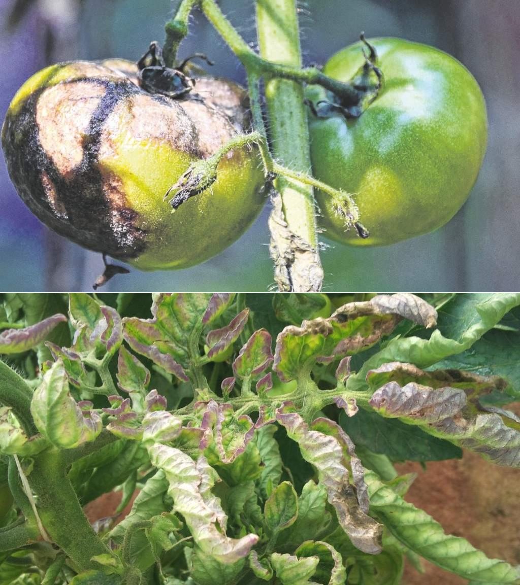 Фитофтора на томатах, эффективные средства от фитофторы на помидорах