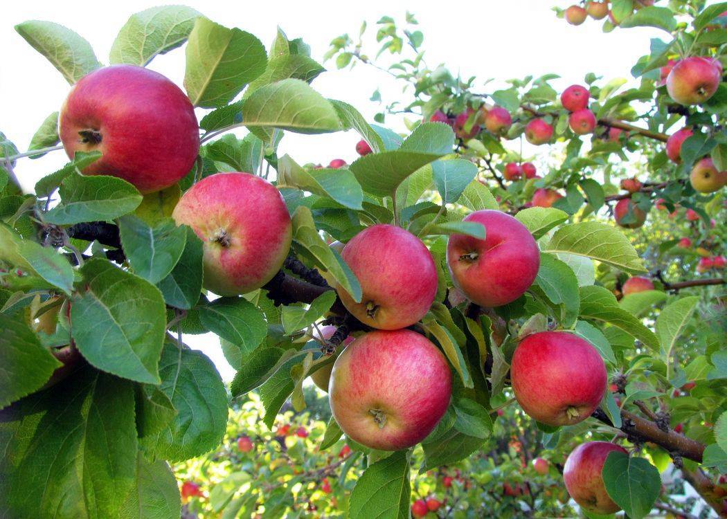 Что можно сделать при отсутствии плодоношения у яблоки и почему так происходит