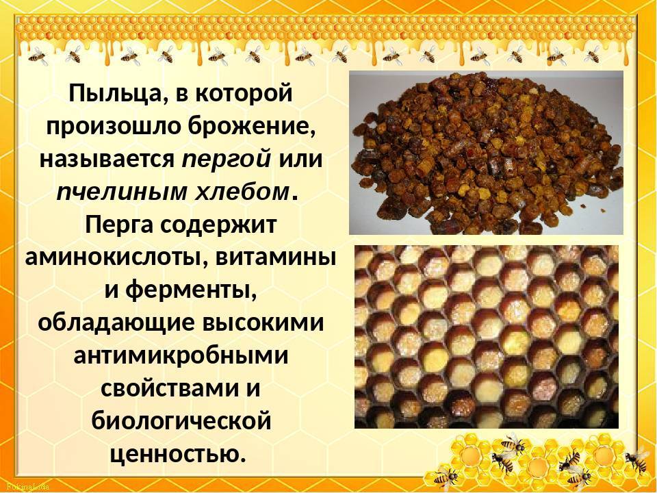 Что лечит перга (пчелиных хлеб): полный перечень заболеваний