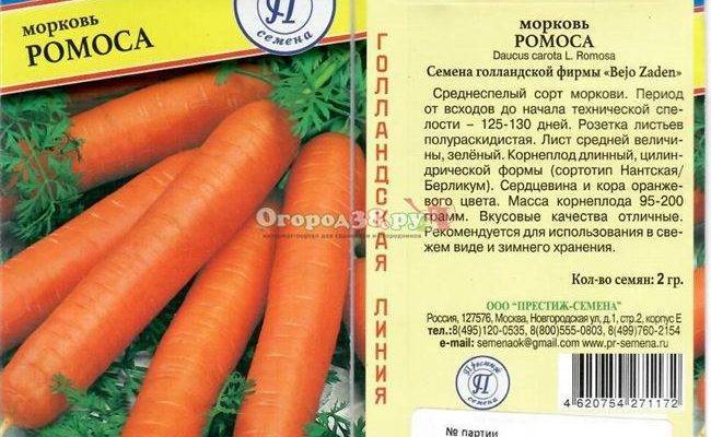Морковь нантская: описание сорта, отзывы, фото