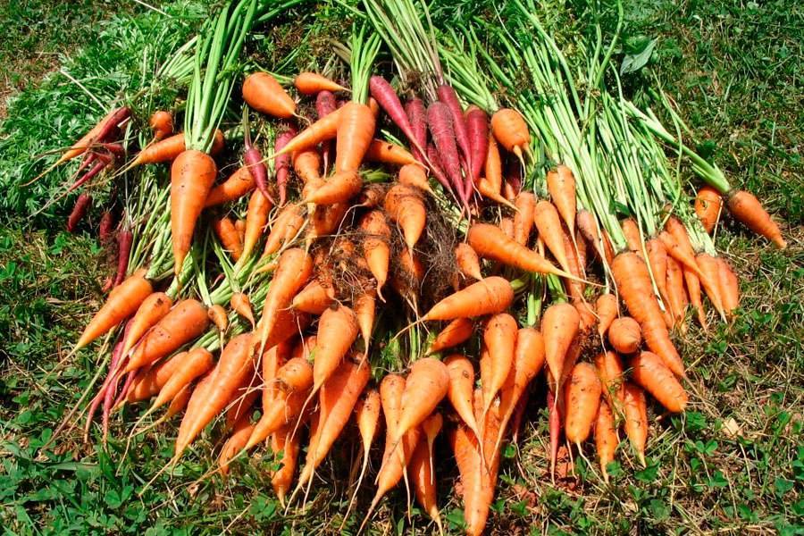 Когда проводить уборку урожая моркови с грядки на хранение, от чего зависит срок