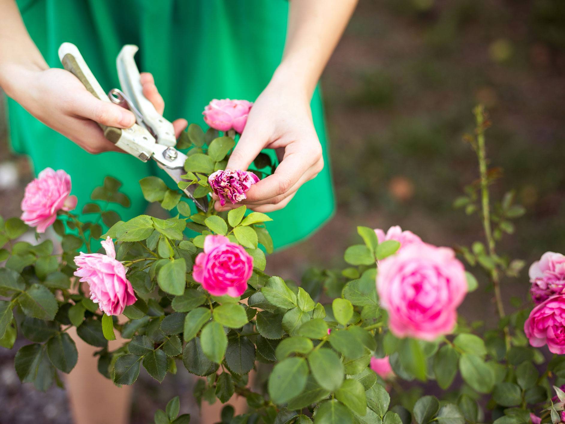 Кустовые розы: уход и выращивание, размножение и обрезка роз, фото кустовых роз