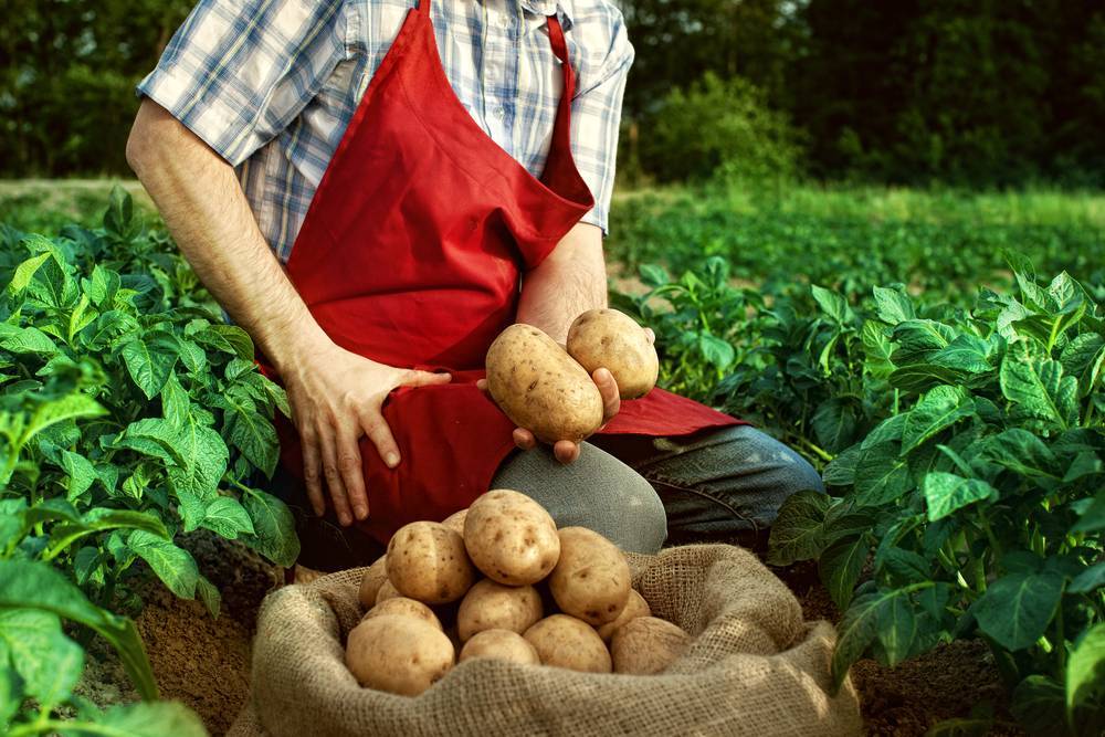 Как ухаживать за картофелем что бы был хороший урожай: правила и особенности