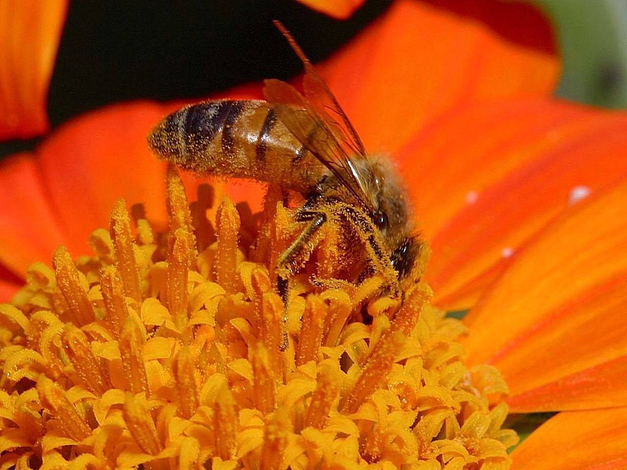 Особенности опыления пчелами