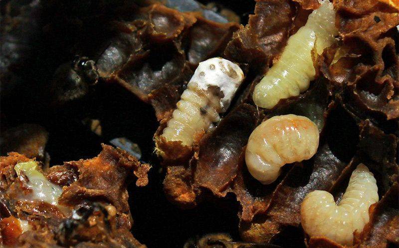 Акарапидоз: диагностика и лечение пчел от трахейных клещей