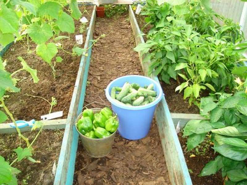 Можно ли сажать в одной теплице помидоры, перцы, баклажаны и другие овощи | растет огород