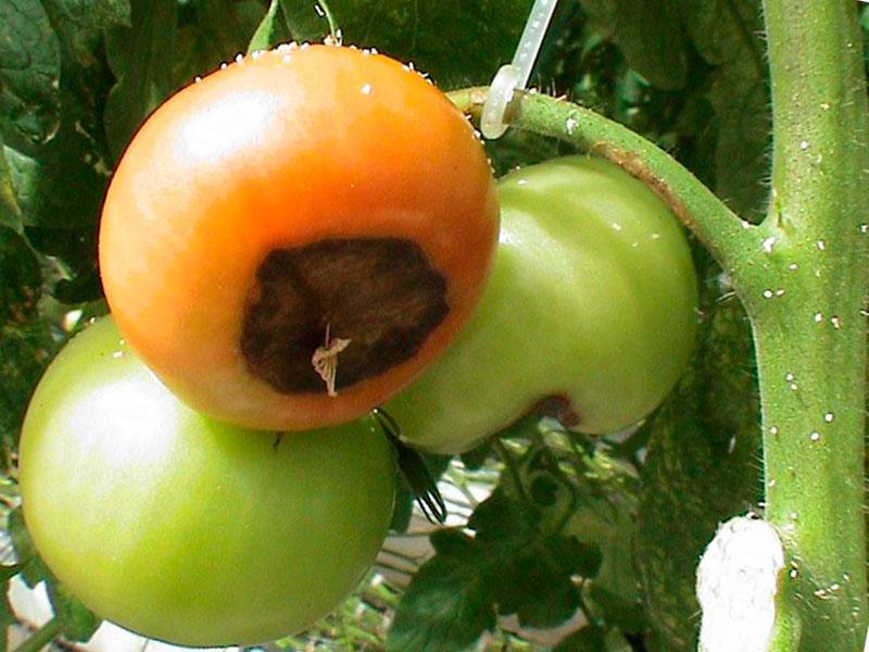 Болезни томатов причины, профилактические меры, борьба
