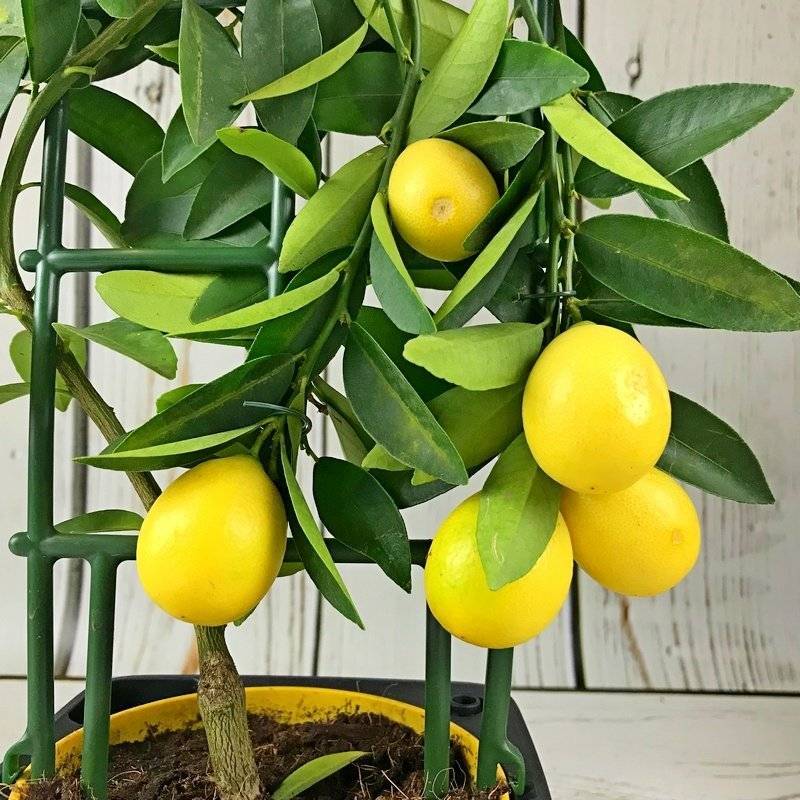 Описание лимона сорта лунарио и особенности ухода в домашних условиях - всё про сады